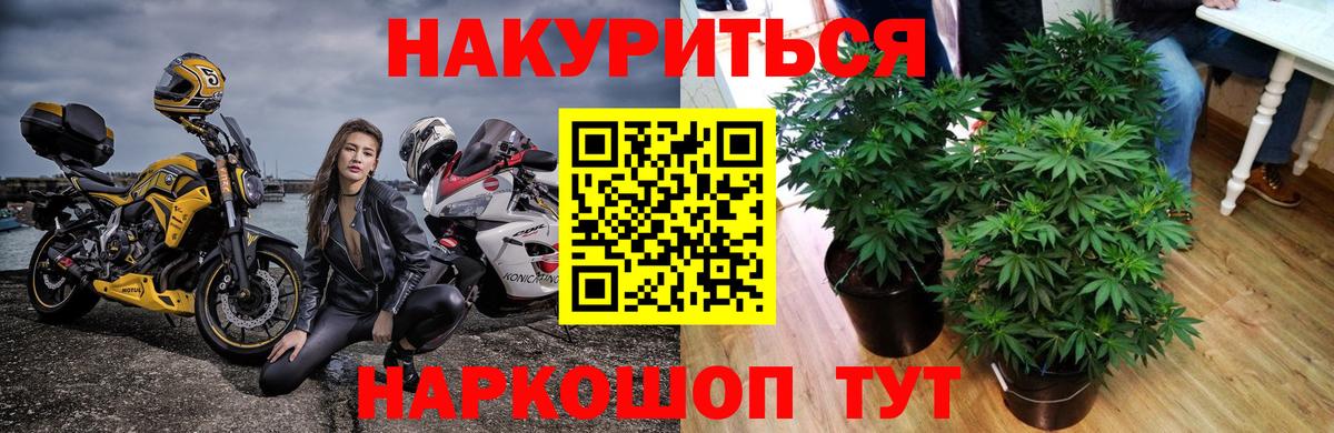Бошки марихуана индика  Бошки Шишки тримм  Вход с VPN  Приморско-Ахтарск  Каннабис конопля 